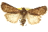  ( - CCDB-20285-F08)  @14 [ ] CreativeCommons - Attribution (2013) CBG Photography Group Centre for Biodiversity Genomics