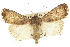  ( - CCDB-20285-F10)  @14 [ ] CreativeCommons - Attribution (2013) CBG Photography Group Centre for Biodiversity Genomics