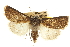  ( - CCDB-20285-G11)  @11 [ ] CreativeCommons - Attribution (2013) CBG Photography Group Centre for Biodiversity Genomics