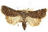  ( - CCDB-20285-G12)  @11 [ ] CreativeCommons - Attribution (2013) CBG Photography Group Centre for Biodiversity Genomics