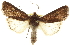  (Euxoa intermontana - CCDB-20285-H01)  @14 [ ] CreativeCommons - Attribution (2013) CBG Photography Group Centre for Biodiversity Genomics