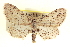  ( - CCDB-20802-A10)  @11 [ ] CreativeCommons - Attribution (2013) CBG Photography Group Centre for Biodiversity Genomics