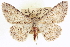  (Glena furfuraria - CCDB-20802-C02)  @15 [ ] CreativeCommons - Attribution (2013) CBG Photography Group Centre for Biodiversity Genomics