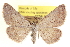  ( - CCDB-20802-C06)  @11 [ ] CreativeCommons - Attribution (2013) CBG Photography Group Centre for Biodiversity Genomics