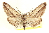  ( - CCDB-20802-D02)  @11 [ ] CreativeCommons - Attribution (2013) CBG Photography Group Centre for Biodiversity Genomics