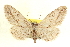  ( - CCDB-20802-D04)  @15 [ ] CreativeCommons - Attribution (2013) CBG Photography Group Centre for Biodiversity Genomics