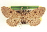  ( - CCDB-20804-A03)  @11 [ ] CreativeCommons - Attribution (2013) CBG Photography Group Centre for Biodiversity Genomics