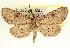  ( - CCDB-20804-A06)  @11 [ ] CreativeCommons - Attribution (2013) CBG Photography Group Centre for Biodiversity Genomics