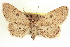  ( - CCDB-20804-A08)  @11 [ ] CreativeCommons - Attribution (2013) CBG Photography Group Centre for Biodiversity Genomics