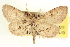  ( - CCDB-20804-A11)  @11 [ ] CreativeCommons - Attribution (2013) CBG Photography Group Centre for Biodiversity Genomics