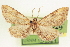  (Tornos benjamini - CCDB-20804-B01)  @11 [ ] CreativeCommons - Attribution (2013) CBG Photography Group Centre for Biodiversity Genomics