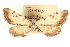  ( - CCDB-20804-B08)  @11 [ ] CreativeCommons - Attribution (2013) CBG Photography Group Centre for Biodiversity Genomics