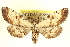  ( - CCDB-20804-C02)  @14 [ ] CreativeCommons - Attribution (2013) CBG Photography Group Centre for Biodiversity Genomics