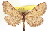  ( - CCDB-20804-C05)  @11 [ ] CreativeCommons - Attribution (2013) CBG Photography Group Centre for Biodiversity Genomics