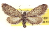  (Glaucina elongata - CCDB-20804-E01)  @14 [ ] CreativeCommons - Attribution (2013) CBG Photography Group Centre for Biodiversity Genomics