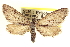  ( - CCDB-20804-E12)  @14 [ ] CreativeCommons - Attribution (2013) CBG Photography Group Centre for Biodiversity Genomics