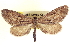  ( - CCDB-20804-F02)  @11 [ ] CreativeCommons - Attribution (2013) CBG Photography Group Centre for Biodiversity Genomics