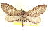  ( - CCDB-20804-F03)  @11 [ ] CreativeCommons - Attribution (2013) CBG Photography Group Centre for Biodiversity Genomics