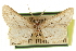  ( - CCDB-20805-E01)  @11 [ ] CreativeCommons - Attribution (2013) CBG Photography Group Centre for Biodiversity Genomics