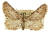  ( - CCDB-20805-E02)  @11 [ ] CreativeCommons - Attribution (2013) CBG Photography Group Centre for Biodiversity Genomics