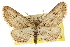  ( - CCDB-20805-E03)  @11 [ ] CreativeCommons - Attribution (2013) CBG Photography Group Centre for Biodiversity Genomics