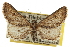  ( - CCDB-20805-E05)  @11 [ ] CreativeCommons - Attribution (2013) CBG Photography Group Centre for Biodiversity Genomics
