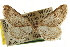  ( - CCDB-20805-E06)  @11 [ ] CreativeCommons - Attribution (2013) CBG Photography Group Centre for Biodiversity Genomics