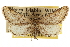  (Nepterotaea furva - CCDB-20805-E08)  @11 [ ] CreativeCommons - Attribution (2013) CBG Photography Group Centre for Biodiversity Genomics