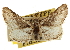  ( - CCDB-20805-G07)  @11 [ ] CreativeCommons - Attribution (2013) CBG Photography Group Centre for Biodiversity Genomics