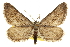  ( - CCDB-20805-G11)  @15 [ ] CreativeCommons - Attribution (2013) CBG Photography Group Centre for Biodiversity Genomics
