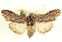  ( - CCDB-20806-A05)  @11 [ ] CreativeCommons - Attribution (2013) CBG Photography Group Centre for Biodiversity Genomics