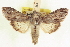  ( - CCDB-20806-A06)  @11 [ ] CreativeCommons - Attribution (2013) CBG Photography Group Centre for Biodiversity Genomics