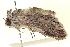  ( - CCDB-20806-A08)  @11 [ ] CreativeCommons - Attribution (2013) CBG Photography Group Centre for Biodiversity Genomics