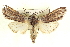  ( - CCDB-20806-B01)  @13 [ ] CreativeCommons - Attribution (2013) CBG Photography Group Centre for Biodiversity Genomics