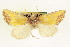 (Stiria blanchardi - CCDB-20806-C04)  @13 [ ] CreativeCommons - Attribution (2013) CBG Photography Group Centre for Biodiversity Genomics