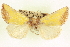  (Stiria blanchardi - CCDB-20806-C05)  @13 [ ] CreativeCommons - Attribution (2013) CBG Photography Group Centre for Biodiversity Genomics