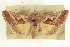  ( - CCDB-20806-D07)  @11 [ ] CreativeCommons - Attribution (2013) CBG Photography Group Centre for Biodiversity Genomics