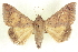 ( - CCDB-20806-E01)  @11 [ ] CreativeCommons - Attribution (2013) CBG Photography Group Centre for Biodiversity Genomics
