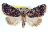  (Cryphia oaklandiae - CCDB-20806-E03)  @14 [ ] CreativeCommons - Attribution (2013) CBG Photography Group Centre for Biodiversity Genomics