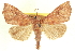  ( - CCDB-20806-F03)  @13 [ ] CreativeCommons - Attribution (2013) CBG Photography Group Centre for Biodiversity Genomics