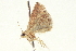  ( - CCDB-20806-G08)  @11 [ ] CreativeCommons - Attribution (2013) CBG Photography Group Centre for Biodiversity Genomics