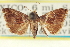  ( - CCDB-20806-G12)  @11 [ ] CreativeCommons - Attribution (2013) CBG Photography Group Centre for Biodiversity Genomics