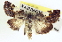  ( - CCDB-20806-H08)  @13 [ ] CreativeCommons - Attribution (2013) CBG Photography Group Centre for Biodiversity Genomics