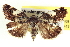  ( - CCDB-20806-H09)  @14 [ ] CreativeCommons - Attribution (2013) CBG Photography Group Centre for Biodiversity Genomics