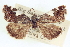  ( - CCDB-20806-H11)  @11 [ ] CreativeCommons - Attribution (2013) CBG Photography Group Centre for Biodiversity Genomics