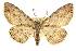  ( - CCDB-20807-C04)  @15 [ ] CreativeCommons - Attribution (2013) CBG Photography Group Centre for Biodiversity Genomics