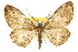  ( - CCDB-20807-C06)  @15 [ ] CreativeCommons - Attribution (2013) CBG Photography Group Centre for Biodiversity Genomics