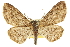  ( - CCDB-20807-C07)  @15 [ ] CreativeCommons - Attribution (2013) CBG Photography Group Centre for Biodiversity Genomics