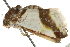  ( - CCDB-20810-A11)  @11 [ ] CreativeCommons - Attribution (2013) CBG Photography Group Centre for Biodiversity Genomics