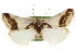  ( - CCDB-20810-B03)  @11 [ ] CreativeCommons - Attribution (2013) CBG Photography Group Centre for Biodiversity Genomics
